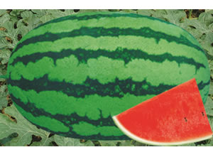 ��ѡ����ʮ��